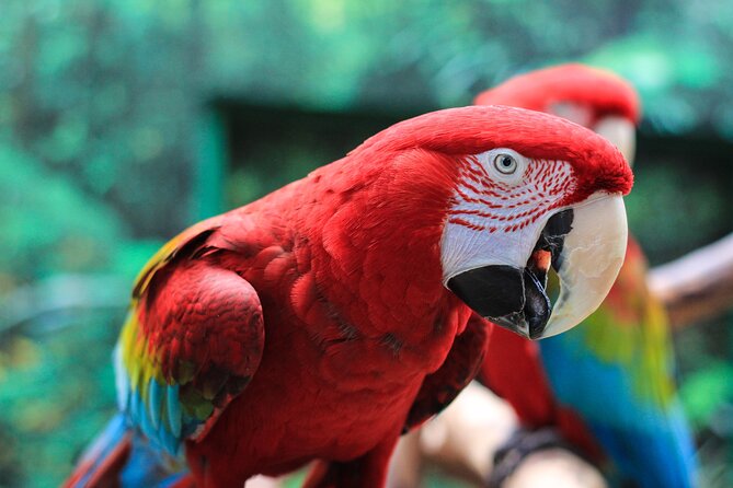 Bloedel Conservatory Admission Ticket - Practical Details: Hours, Access, and Visiting Tips