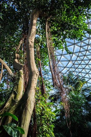 Bloedel Conservatory Admission Ticket - Visiting in Winter: Snow and Bird Watching