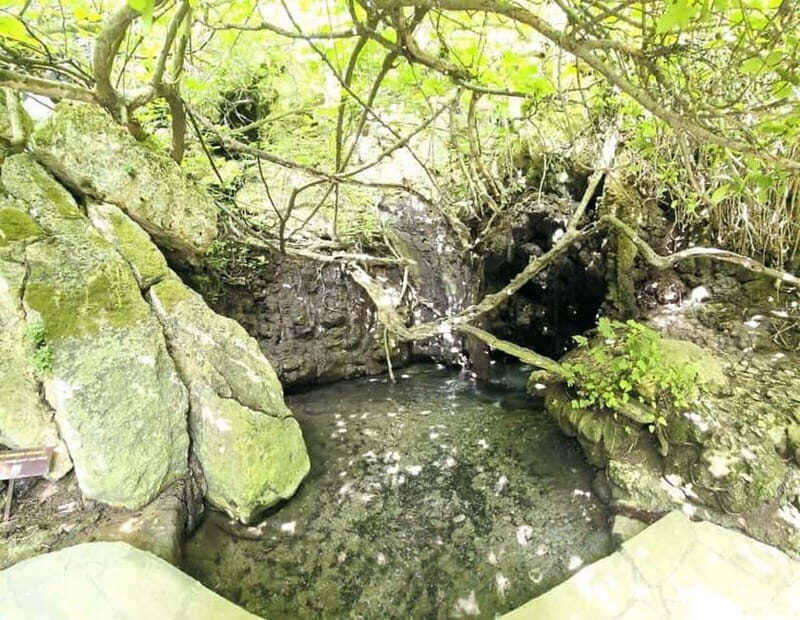 Blue Lagoon (Akamas) Bus & Boat Tour from Paphos - Return Journey and Drop-off Locations