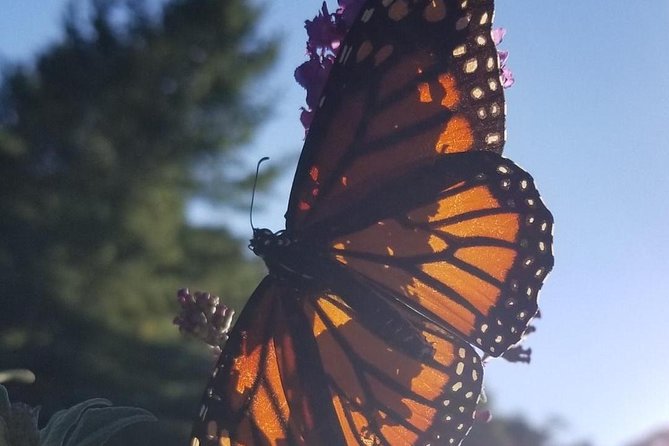 Blue Ridge Parkway Waterfalls Hiking Tour from Asheville - Final Thoughts on the Blue Ridge Parkway Waterfalls Hike