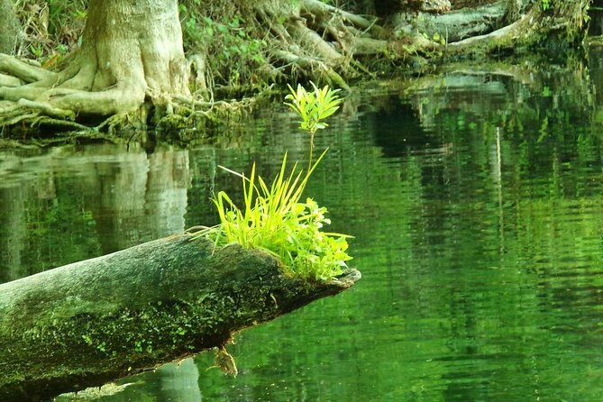 Blue Springs 4 Hour manatee Kayak Tour - Quality Equipment and Service Focus