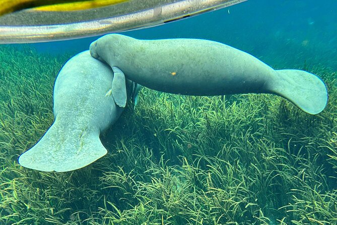 Blue Springs 4 Hour manatee Kayak Tour - Booking Details and Cancellation Policy
