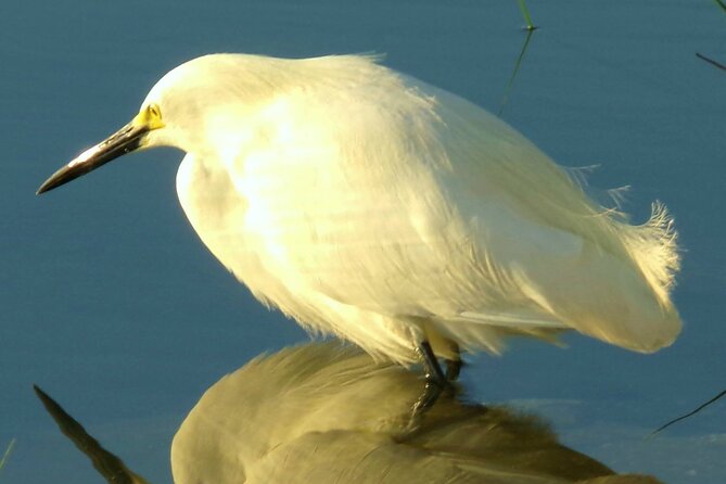 Blue Springs 4 Hour manatee Kayak Tour - Who Will Love This Tour?