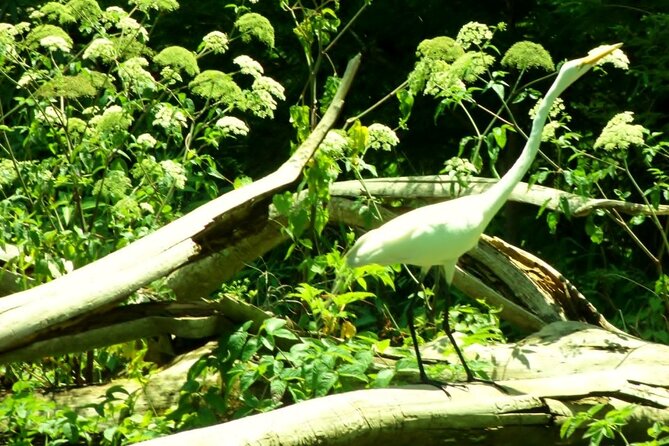 Blue Springs 4 Hour manatee Kayak Tour - The Sum Up: A Peaceful Encounter with Florida Wildlife