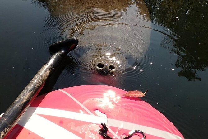 Blue Springs Manatee Tours & Wildlife Adventure Orlando - Key Points