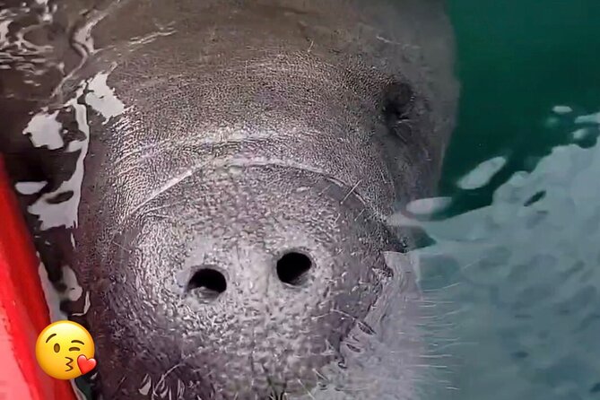 Blue Springs Manatee Tours & Wildlife Adventure Orlando - Why Choose a Kayak Over Larger Boat Tours