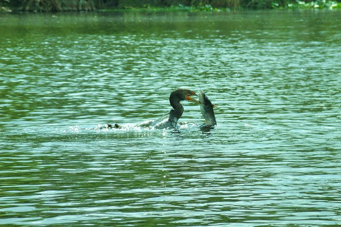 Blue Springs Manatee Tours & Wildlife Adventure Orlando - The Experience with a Naturalist Guide