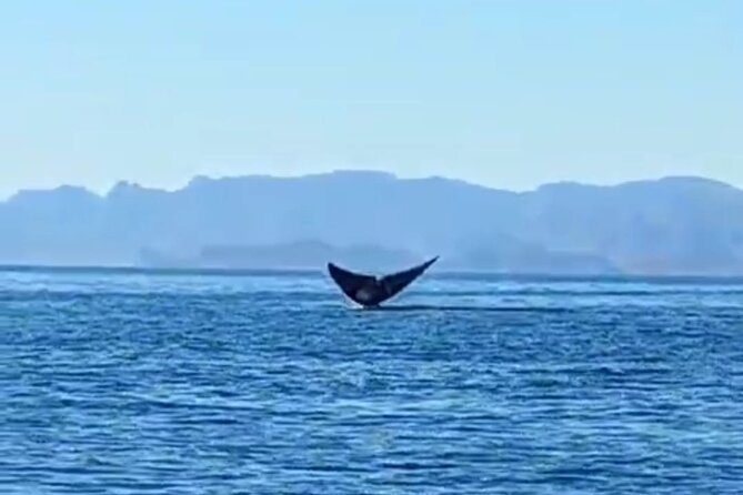 Blue Whale Watching Experience in Loreto - Discover the Blue Whale Watching Tour in Loreto, Mexico