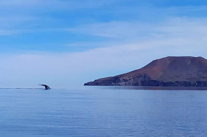 Blue Whale Watching Experience in Loreto - What Makes the Loreto Blue Whale Tour Stand Out