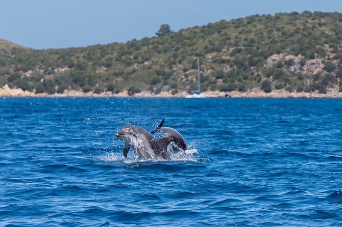 Boat Dolphins Safari and Snorkeling - Navigating Sardinia’s Coastal Landscape in a Speedboat