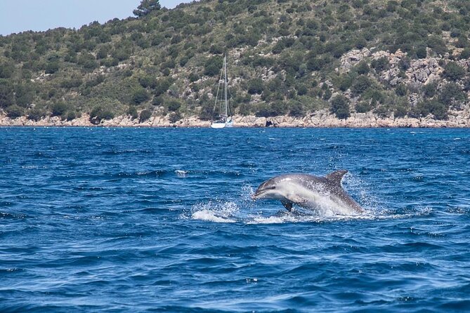 Boat Dolphins Safari and Snorkeling - Lunch and Drinks Aboard the Private Speedboat