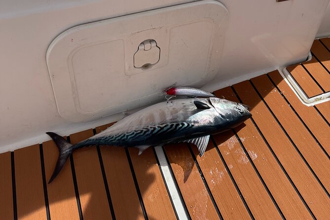 Boat Rental in Marina Bar Montenegro - Discover the Charm of Montenegro’s Coast with a Private Boat Rental