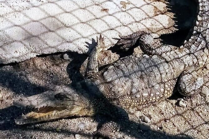 Boat Ride-Gentle Beach Beach Horseback Ride+Lunch-Crocs-Turtles - Unique Features That Set This Tour Apart