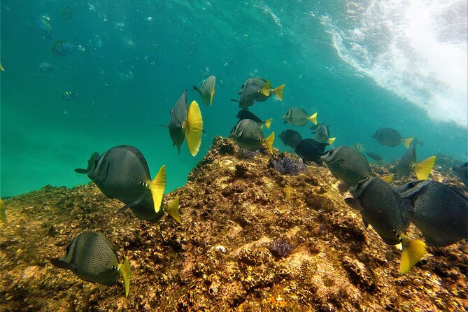 Boat ride to the Arch and Snorkel - Practical Details and Booking Tips