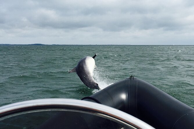 Boat Seafari Adventure - Dundee’s Estuary: A Thrilling Waterway Journey