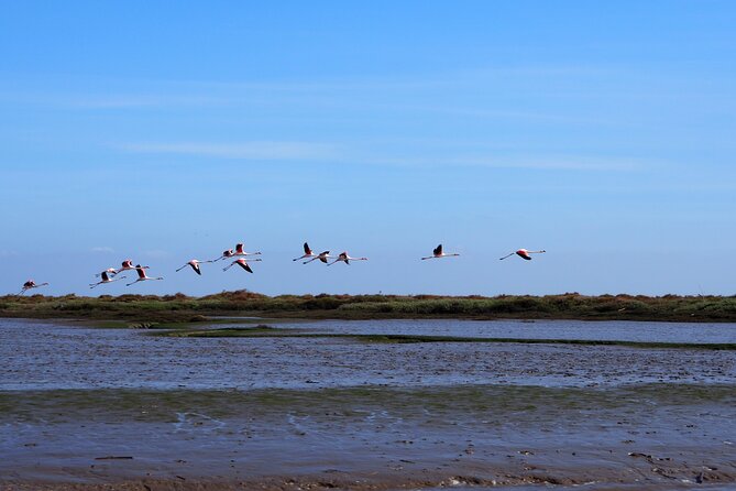 Boat Tour - Bird Observation in the Tejo Nature Reserve - Discover the Unique Birdwatching Experience in Lisbon’s Tejo Nature Reserve