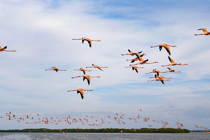 Boat tour in Río Lagartos Natural Reserve, with Food - Discover the Río Lagartos Natural Reserve Boat Tour with Food