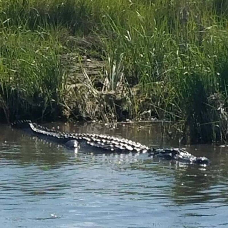 Boat Tour of Louisiana Bayous Near New Orleans - Key Points