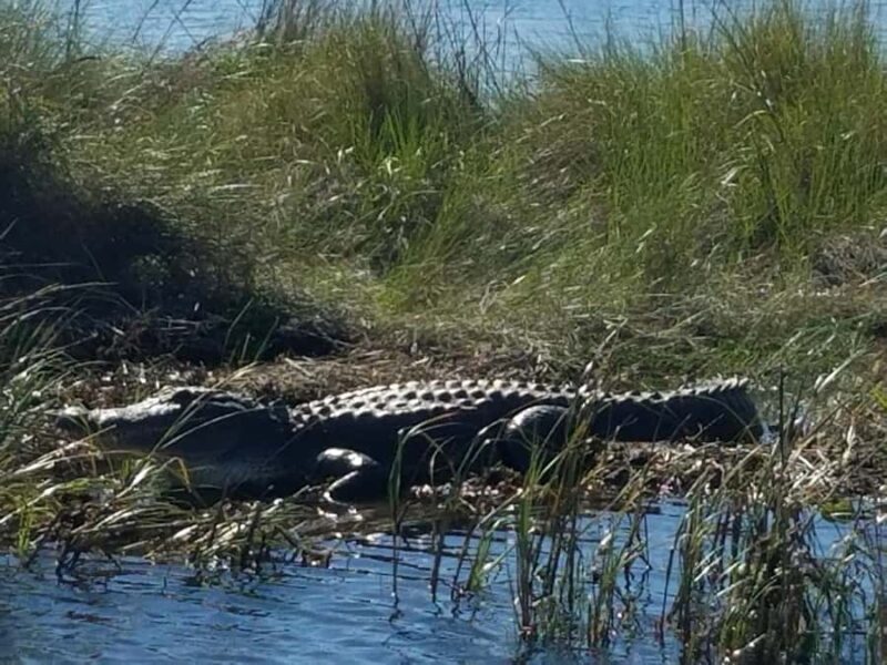 Boat Tour of Louisiana Bayous Near New Orleans - Accessing the Water-Only Bayou Camp and Facilities