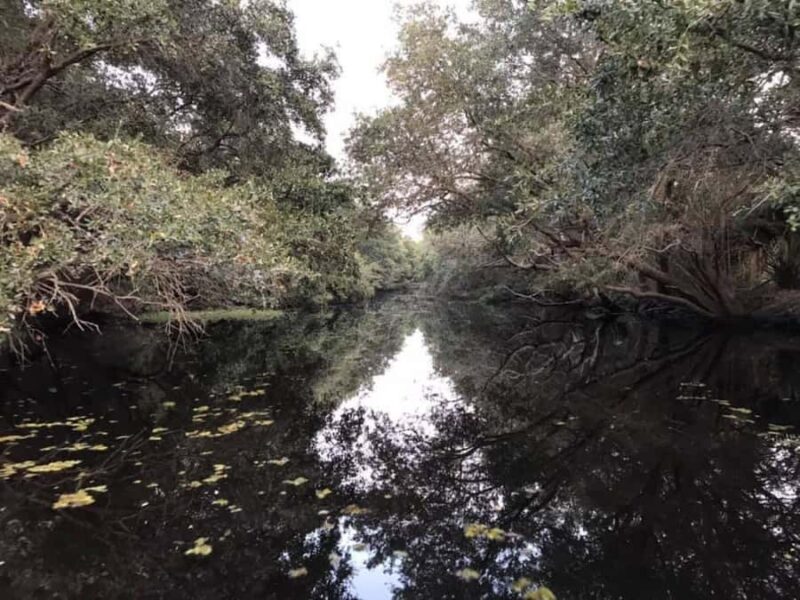 Boat Tour of Louisiana Bayous Near New Orleans - The Perfect Choice for Curious Explorers and Celebrations