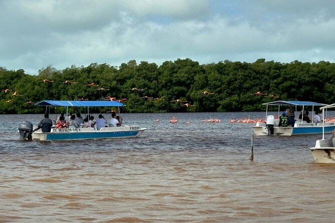 Boat tour through the mangroves of Celestún and Playa from Merida - Return Journey and Final Drop-off