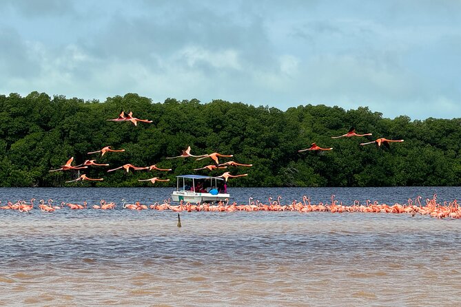 Boat tour through the mangroves of Celestún and Playa from Merida - Practical Tips for Participants