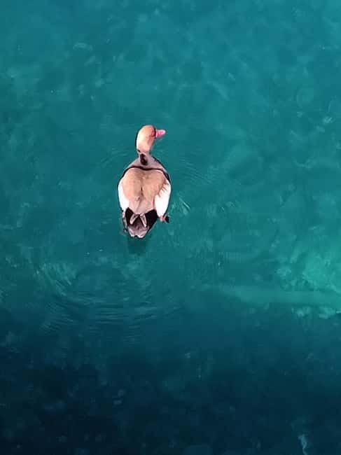 Boat tour:isola bella taormina - The 40-Minute Swimming Break and Marine Life Encounters