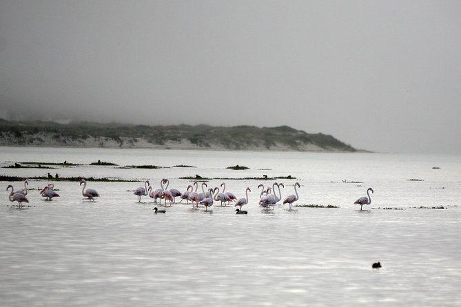Boat tours in the Óbidos Lagoon - Comfortable and Safe Boat Experience on the Lagoon