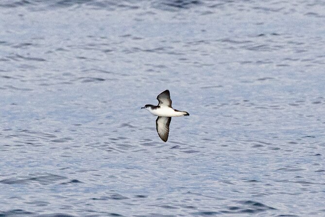 Boat Trip along the North Coast in Capelas - Swimming Break at the Blue Waters of the Bay
