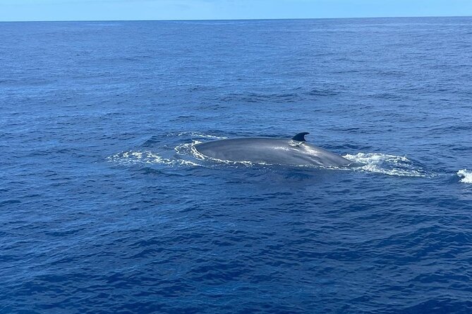 Boat trip along the Northwest Coast of La Palma - Unique Features of the Boat and Underwater Viewing