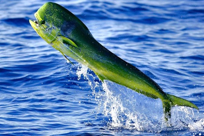 Boca Raton Deep Sea Fishing Trips - Fishing Success and Target Species