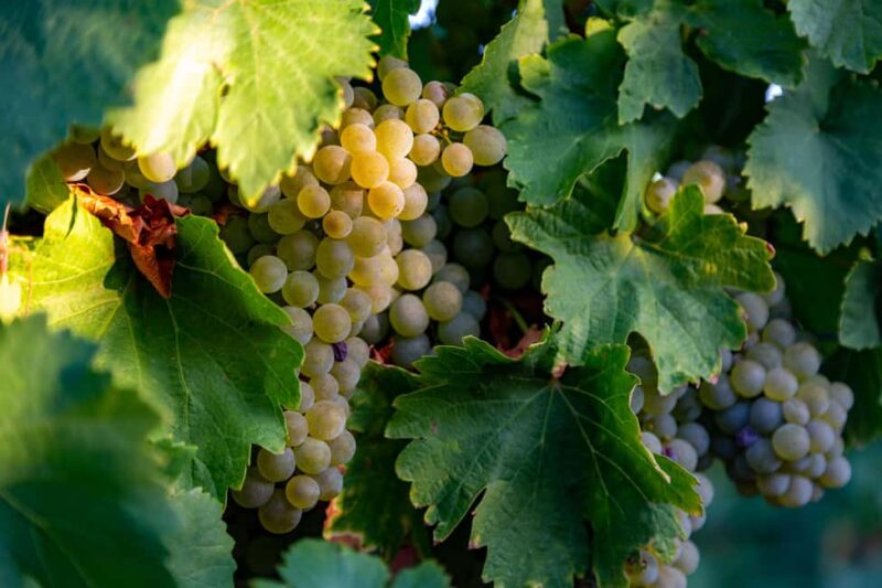 BODEGAS PANDORA: tour through vineyards and winery with wine tasting. - Exploring the Pandora Winery Facilities