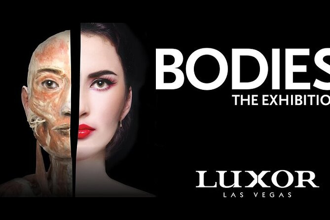 Bodies The Exhibition at the Luxor Hotel and Casino - What Makes Bodies The Exhibition a Unique Experience in Las Vegas