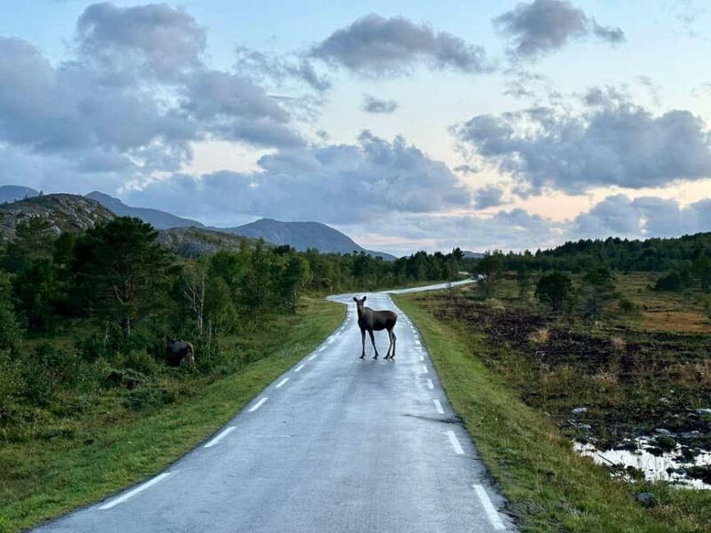 Bodø: Northern Norway Moose Safari - Key Points