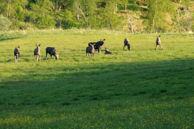 Bodø: Northern Norway Moose Safari - The Saltstraumen Visit and Its Scenic Appeal