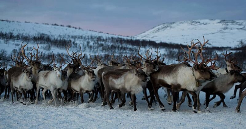 Bodø: Sami Experience in Bodø - Bodø: Sami Experience in Bodø – A Cultural Encounter in Northern Norway