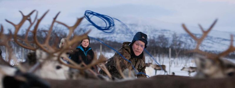 Bodø: Sami Experience in Bodø - Encountering Tame Reindeer and Learning Their Significance