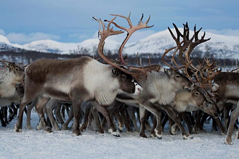 Bodø: Sami Experience in Bodø - Logistics and Accessibility