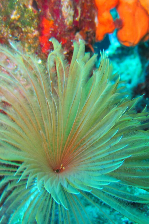 Bodrum: Scuba Diving Trip with Lunch - Why This Tour Appeals Most to Beginners and First-Time Divers