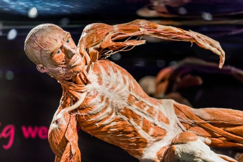 Body Worlds Amsterdam: The Happiness Project Ticket - Discover How Happiness Affects Your Body