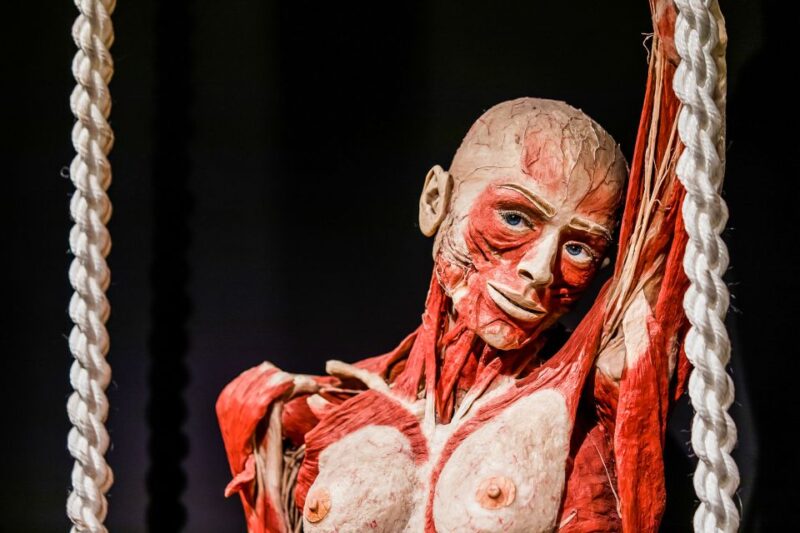 Body Worlds Amsterdam: The Happiness Project Ticket - The Importance of Timing and Crowd Levels