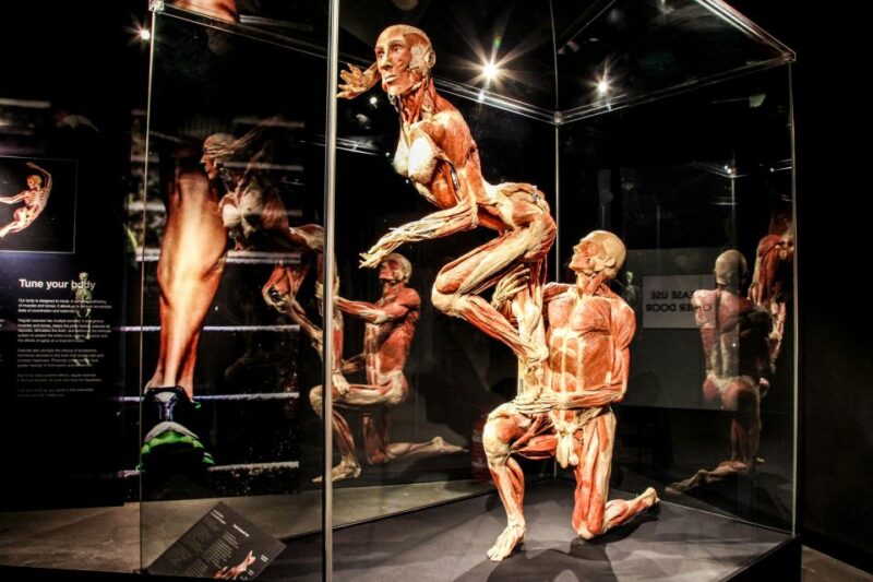 Body Worlds Amsterdam: The Happiness Project Ticket - Accessibility and Family-Friendly Features