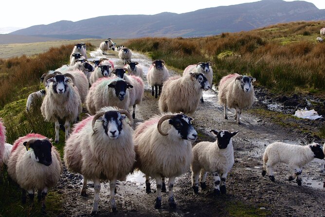 Bog Safari Hike - Unmatched Atlantic Views and Secluded Location