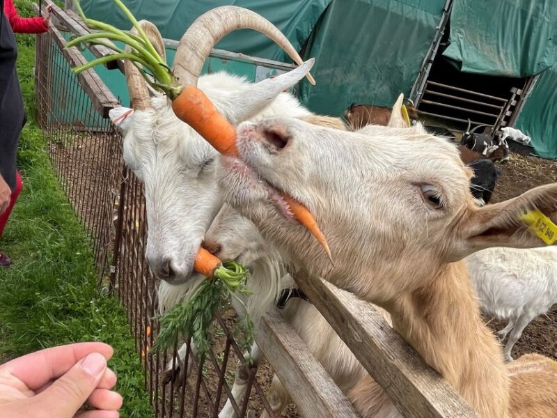 Bohemian Uplands: Garnet panning, Farm & Local Lunch&Beer - Exploring the Volcanic Landscape of the Bohemian Uplands