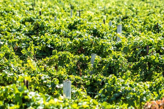 Boise River Wine Walk: Sip and Stroll Through Urban Wineries - The Bold Expression of Coiled Wines