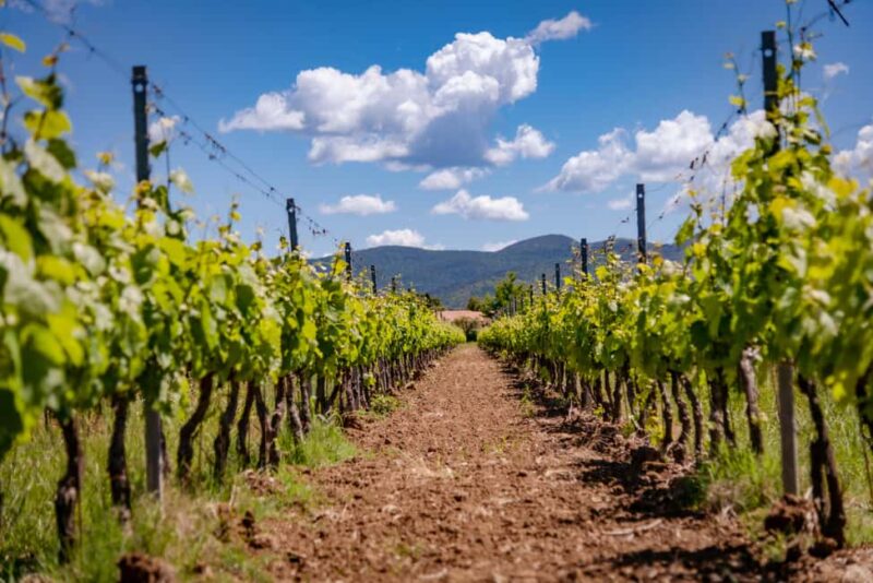 Bolgheri: a guided tour of the winery and a tasting of our wines - Key Points