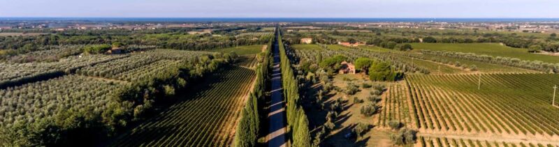 Bolgheri: Guided Walking Tour of the Village - The Story of Bolgheri’s Wine Fame