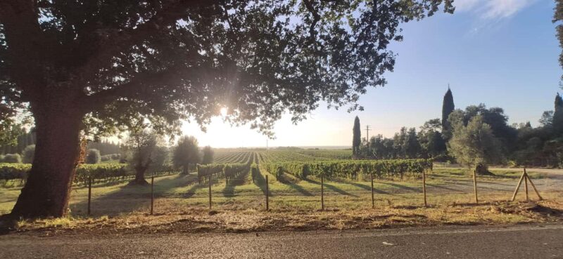 Bolgheri: Guided Walking Tour of the Village - Who Would Enjoy This Tour Most?