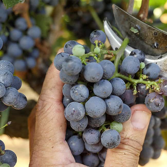 BOLGHERI: Vertical Wine-tasting at Terre del Marchesato - Discover Bolgheri’s Finest Wines with a Vertical Tasting at Terre del Marchesato