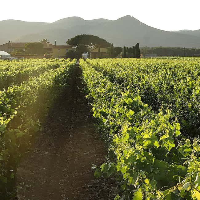 BOLGHERI: Vertical Wine-tasting at Terre del Marchesato - Final Thoughts on the Bolgheri Vertical Wine Tasting